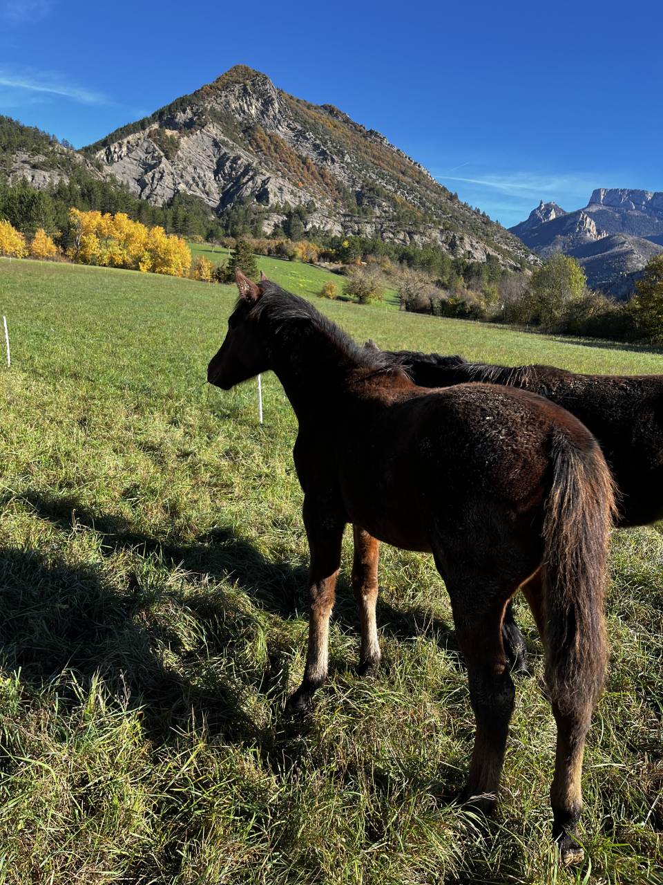 Pouliche sport/loisir OC - Top origines