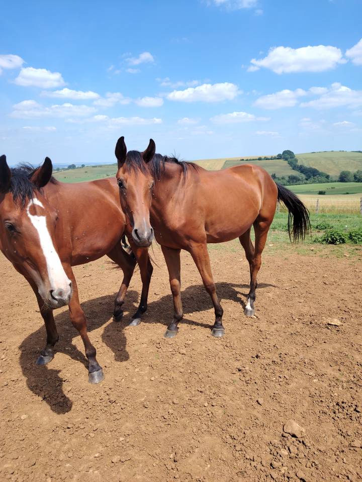 Jolie pouliche 2 ans  sf 