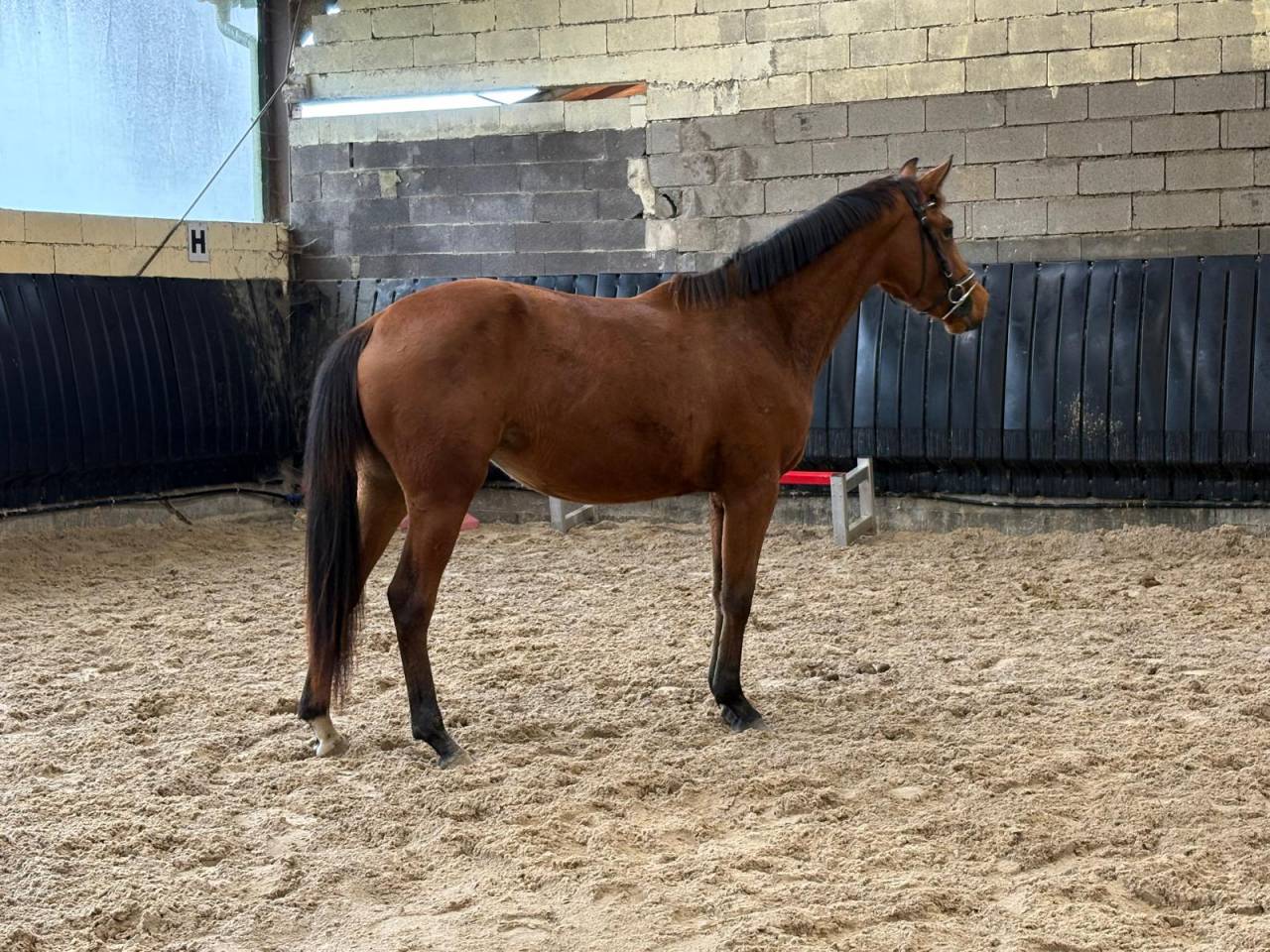 Jolie pouliche 2 ans  sf 