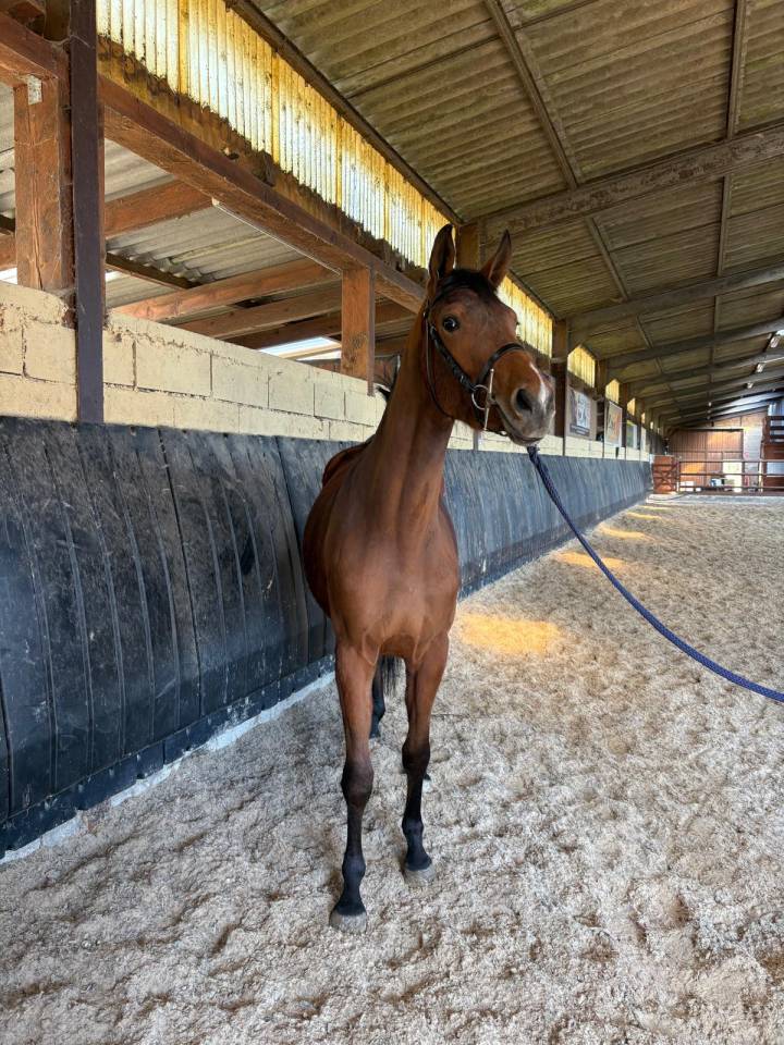 Jolie pouliche 3 ans sf 