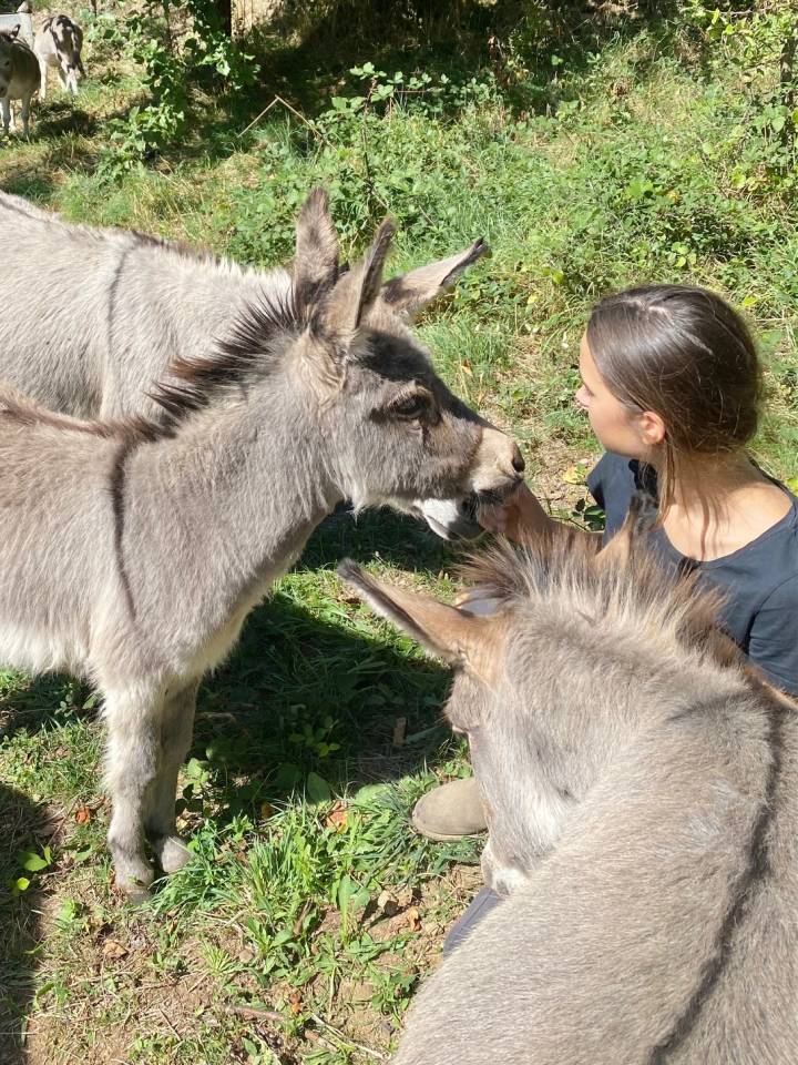 troupeau Anes SARDES et MINIATURE 