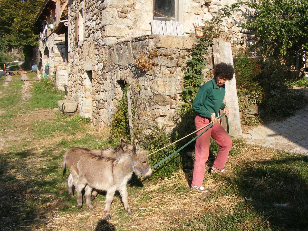 troupeau Anes SARDES et MINIATURE 