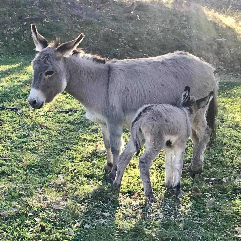 troupeau Anes SARDES et MINIATURE 