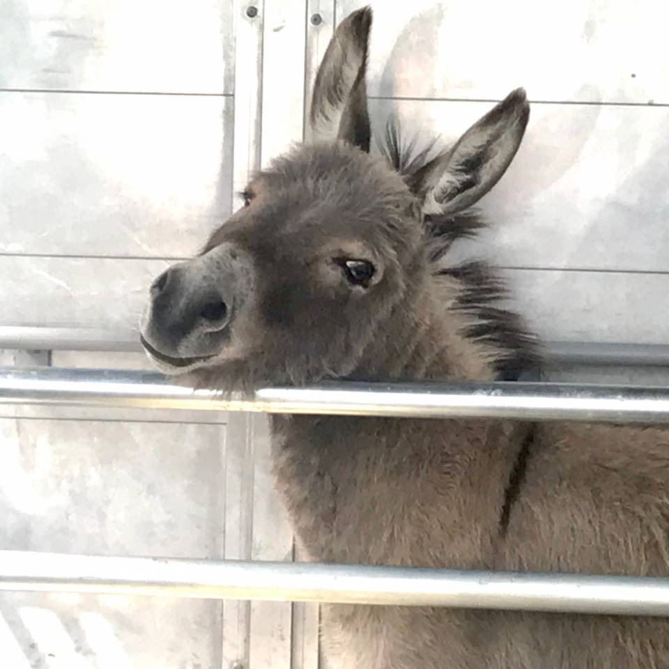 troupeau Anes SARDES et MINIATURE 