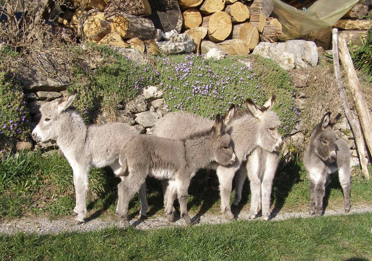 troupeau Anes SARDES et MINIATURE 