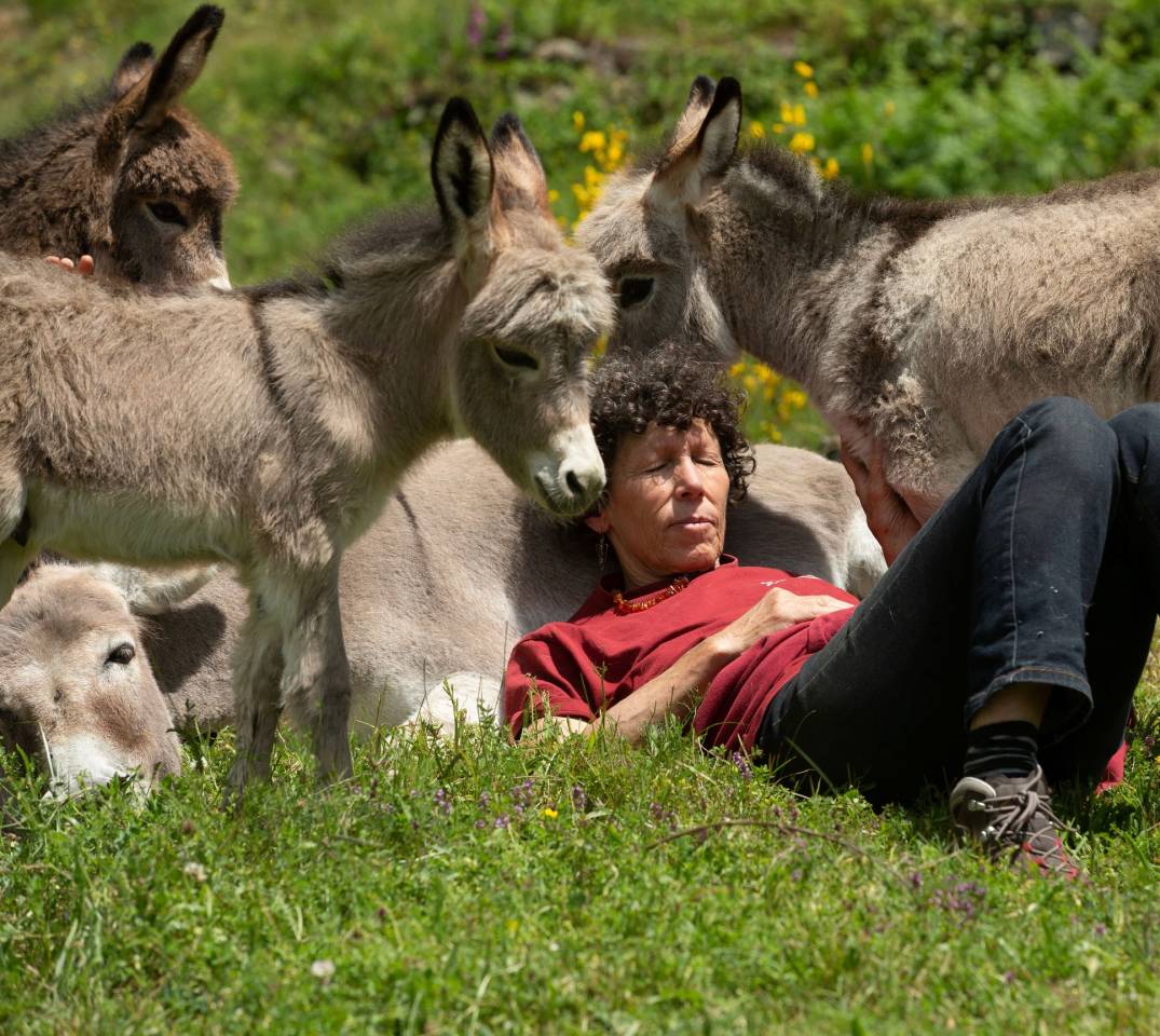 Anes SARDES et miniatures MEDIATION et compagnie