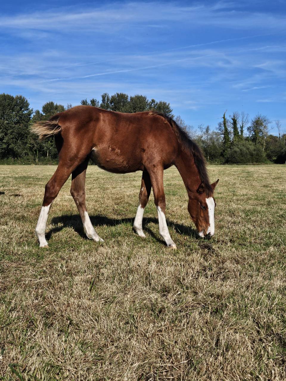 Tres belle pouliche SF 