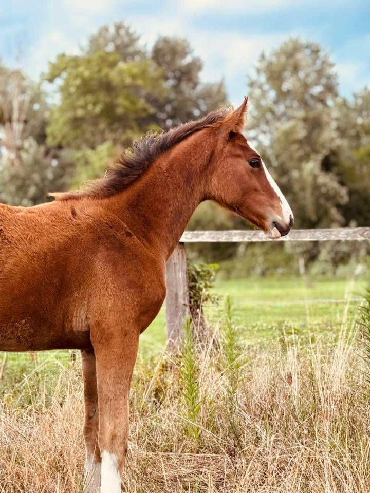 Tres belle pouliche SF 