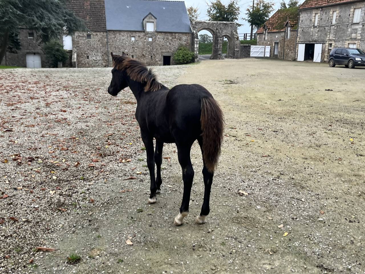 foal femelle top génétique