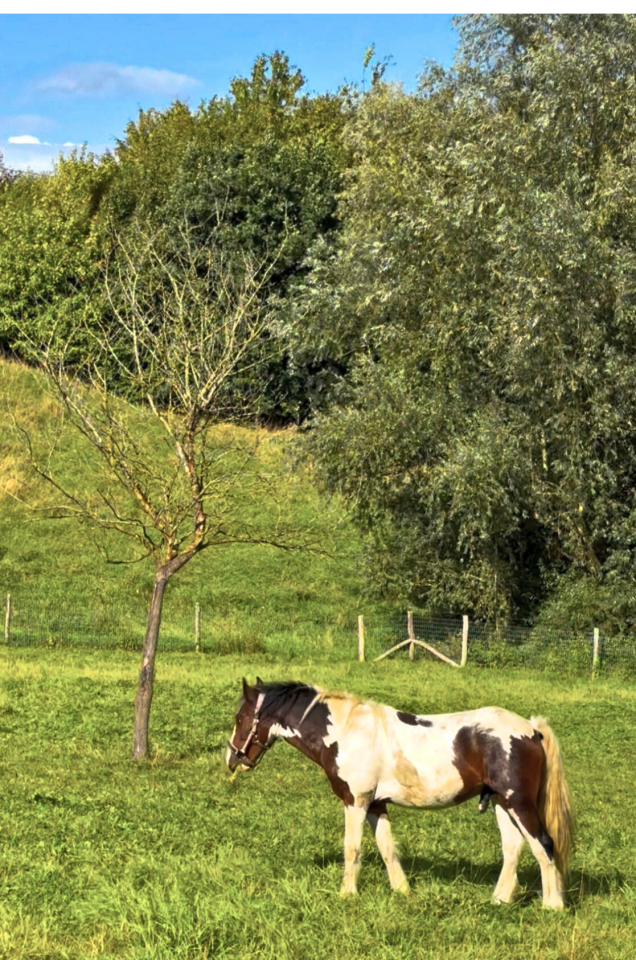 Irish cob Jeune cheval de 2,5 ans 