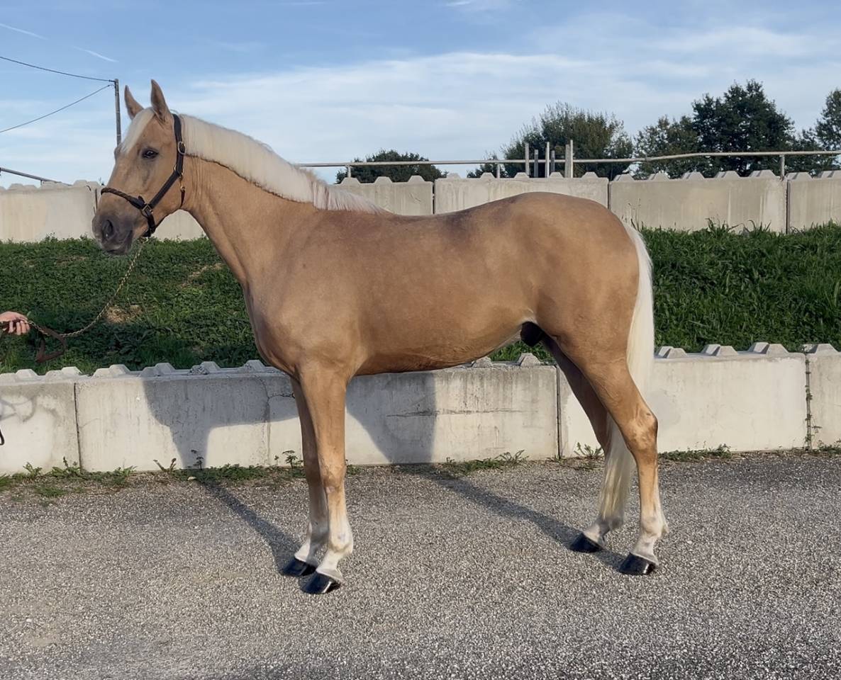 Palomino sport 4 ans 