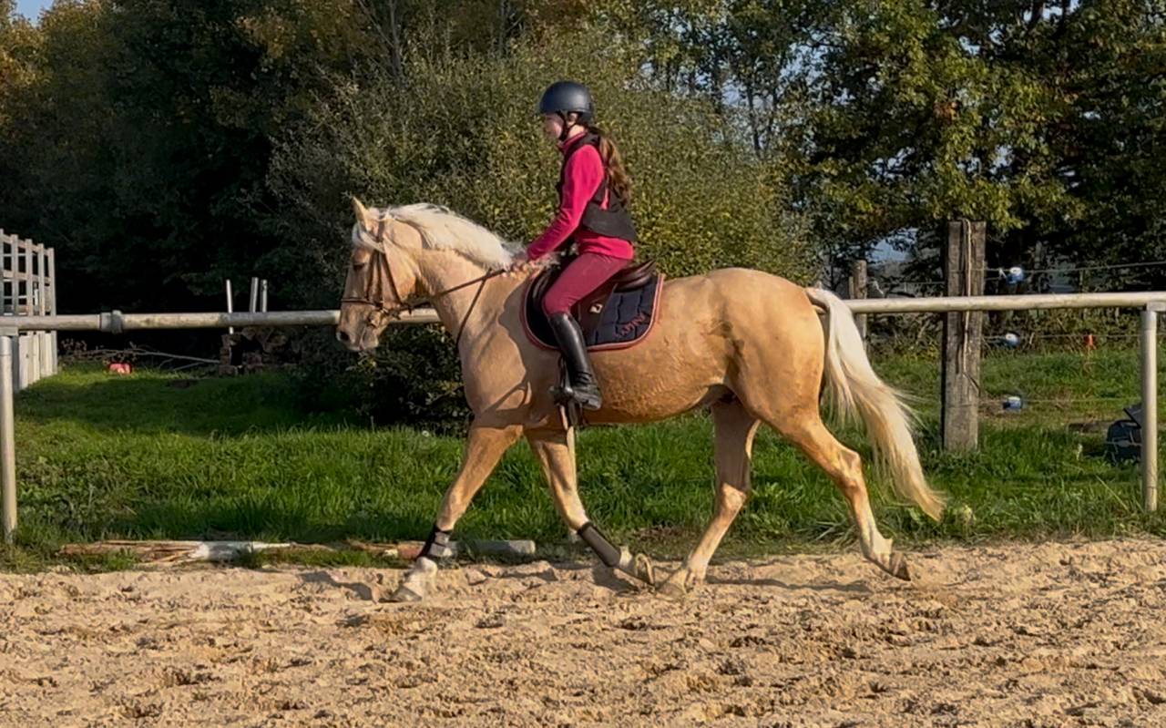 Palomino sport 4 ans 