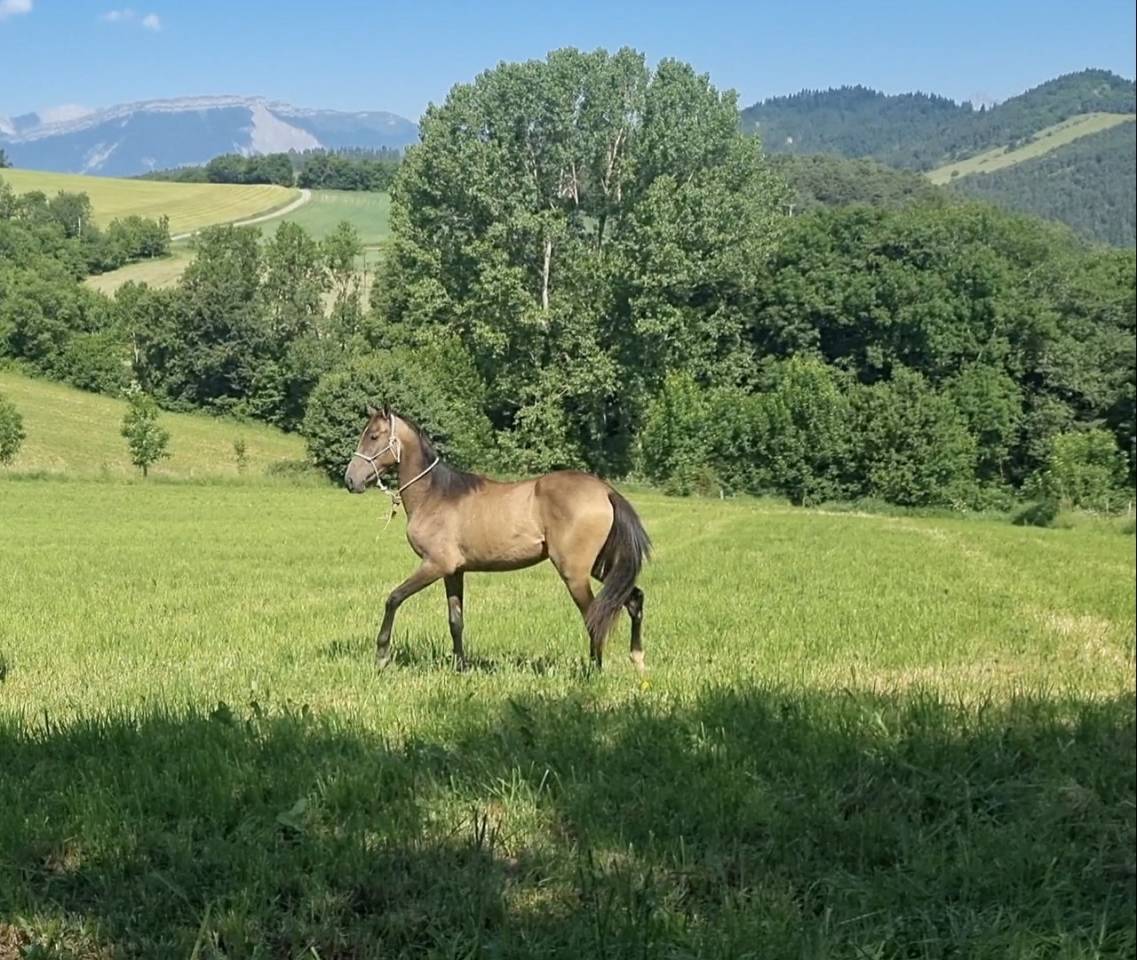 Ozalla, Pouliche Akhal T&eacute;k&eacute;