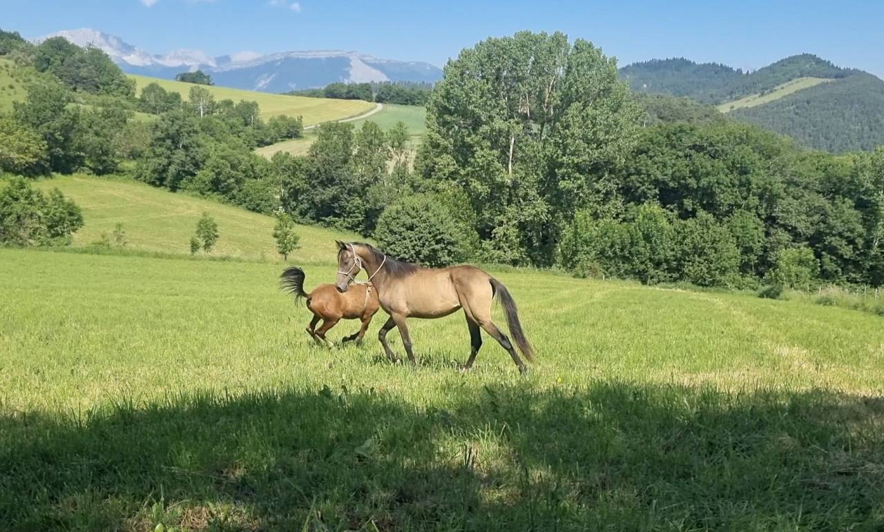 Ozalla, Pouliche Akhal T&eacute;k&eacute;