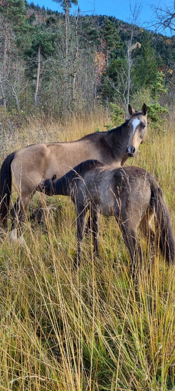 Priska, Jument Akhal Téké