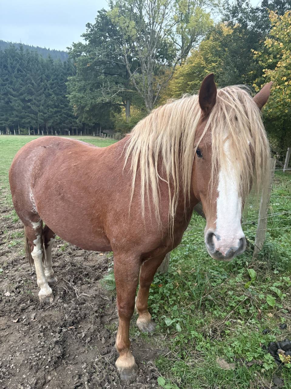 Franches-Montagnes Alezan