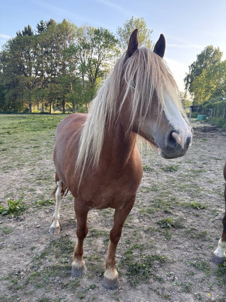 Franches-Montagnes Alezan