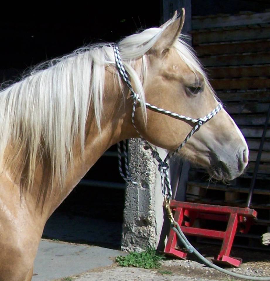PAINT HORSE Solid Palomino