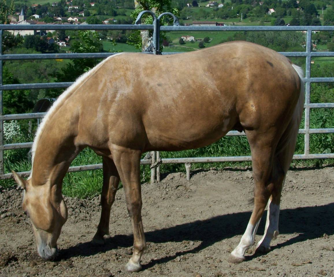 PAINT HORSE Solid Palomino