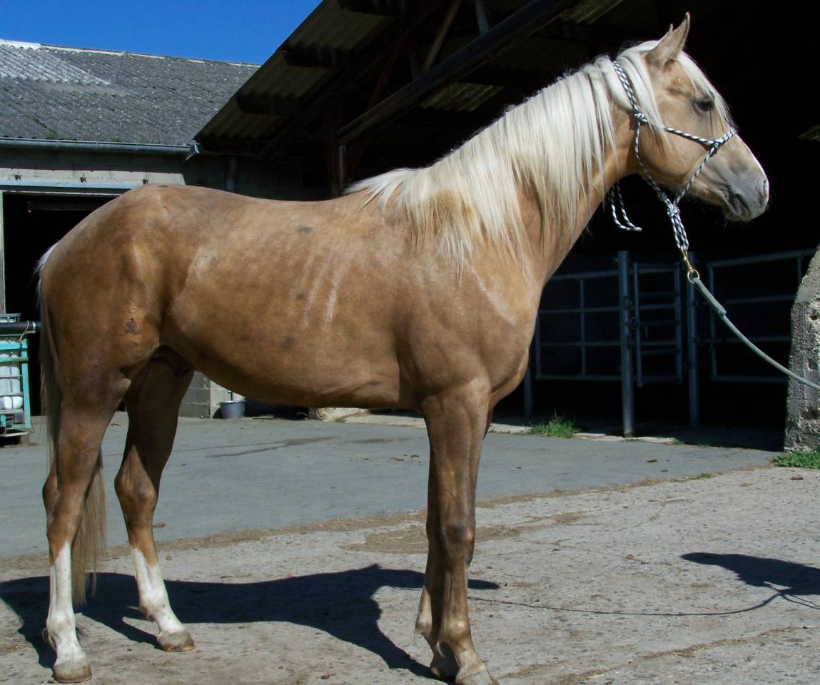 PAINT HORSE Solid Palomino