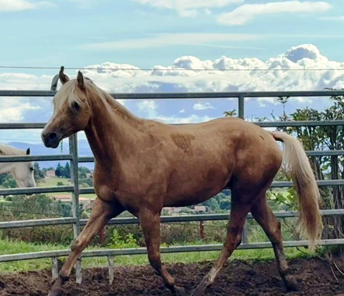 PAINT HORSE Solid Palomino