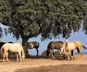 LOT POULICHES : pour élever diluées de qualité