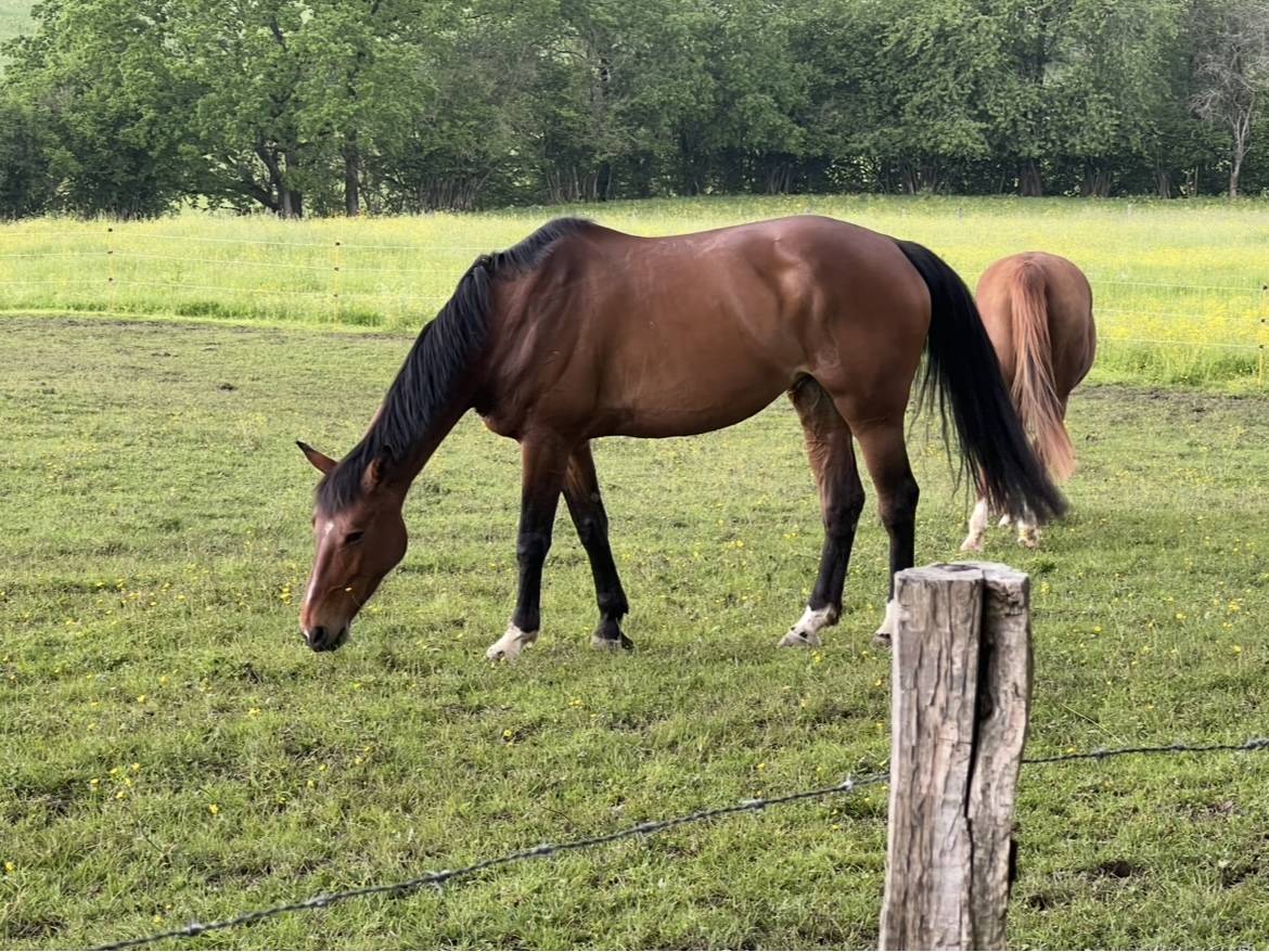 Jument Selle Français (SF) - Idéale poulinière