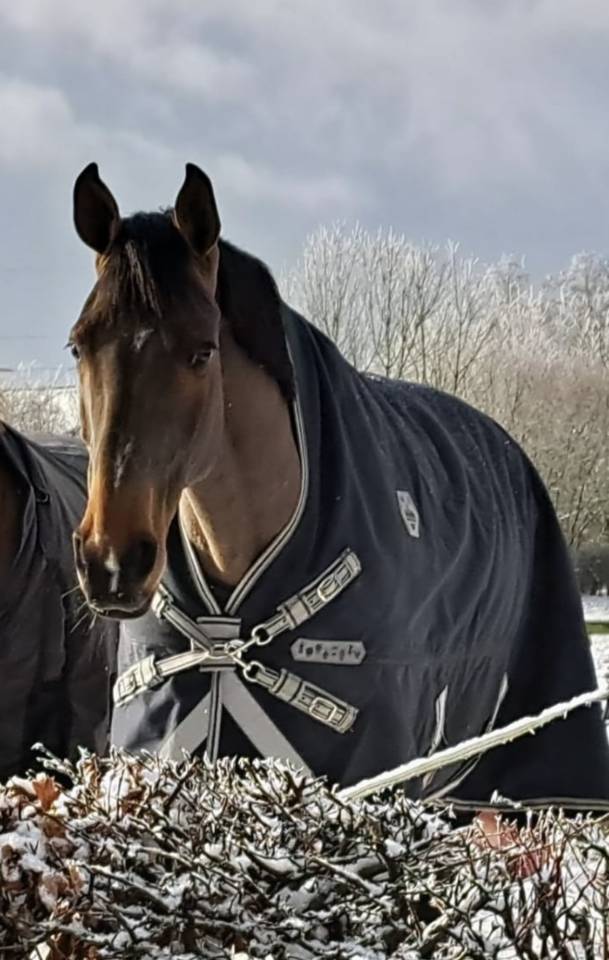 Jument Selle Français (SF) - Idéale poulinière