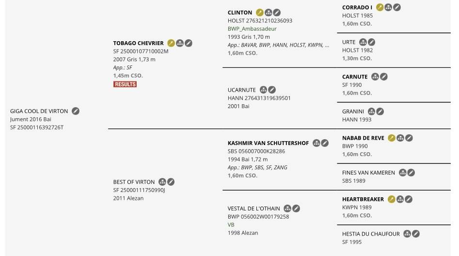 Jument Selle Français (SF) - Idéale poulinière