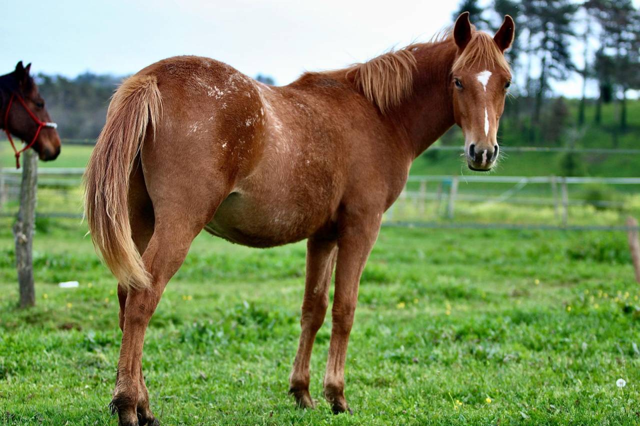 Jeune poney loisir club