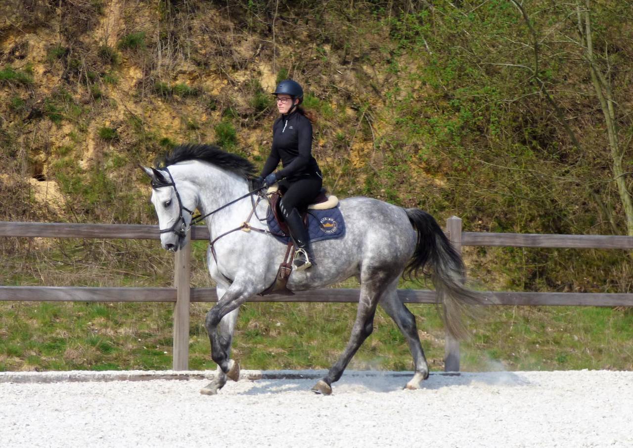 Poulinière (actuellement gestante) à vendre