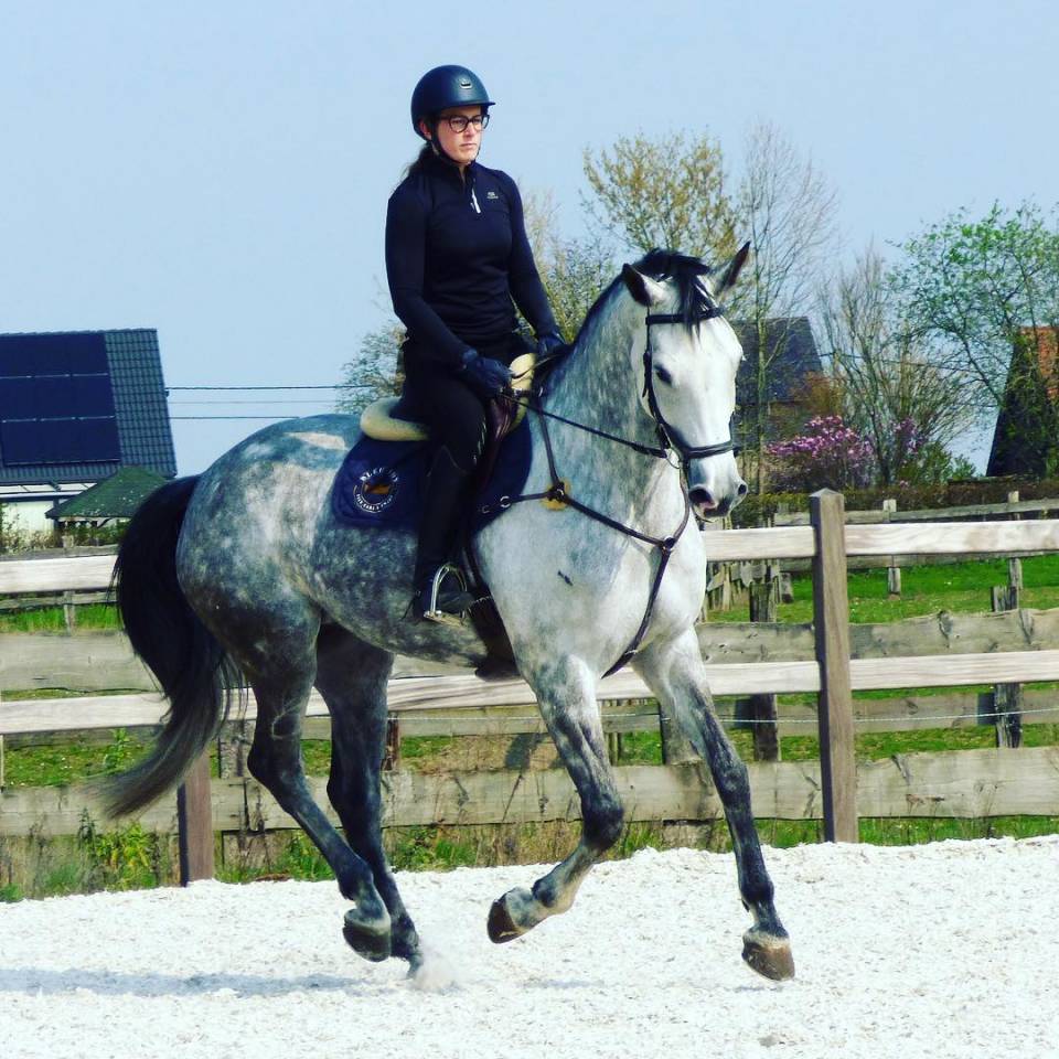 Poulinière (actuellement gestante) à vendre