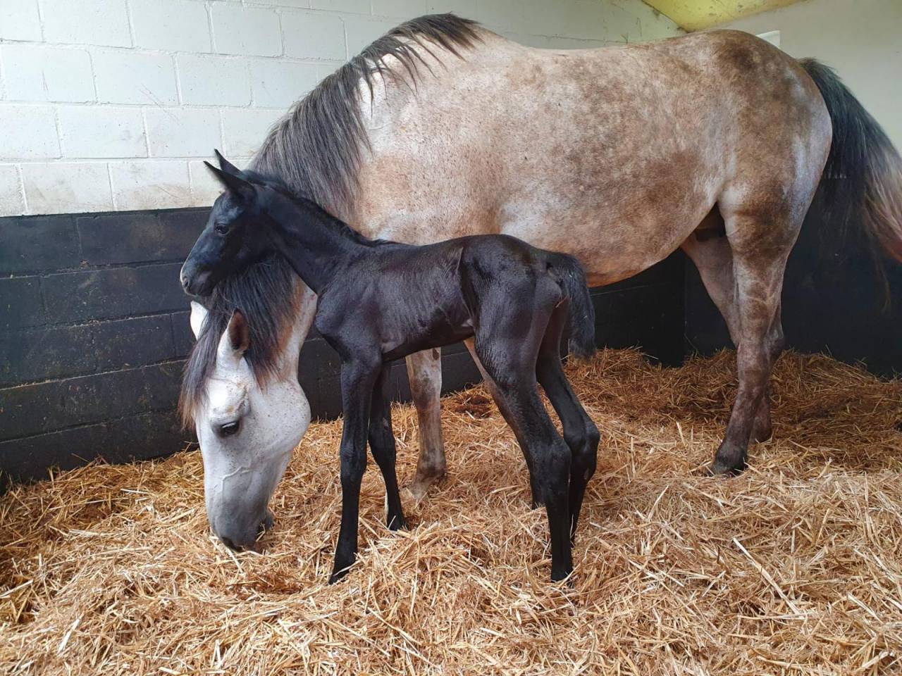 Poulinière (actuellement gestante) à vendre