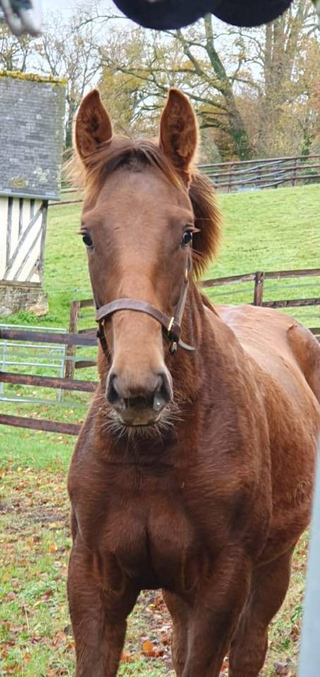 Pouliche Selle Francais par Vitalis