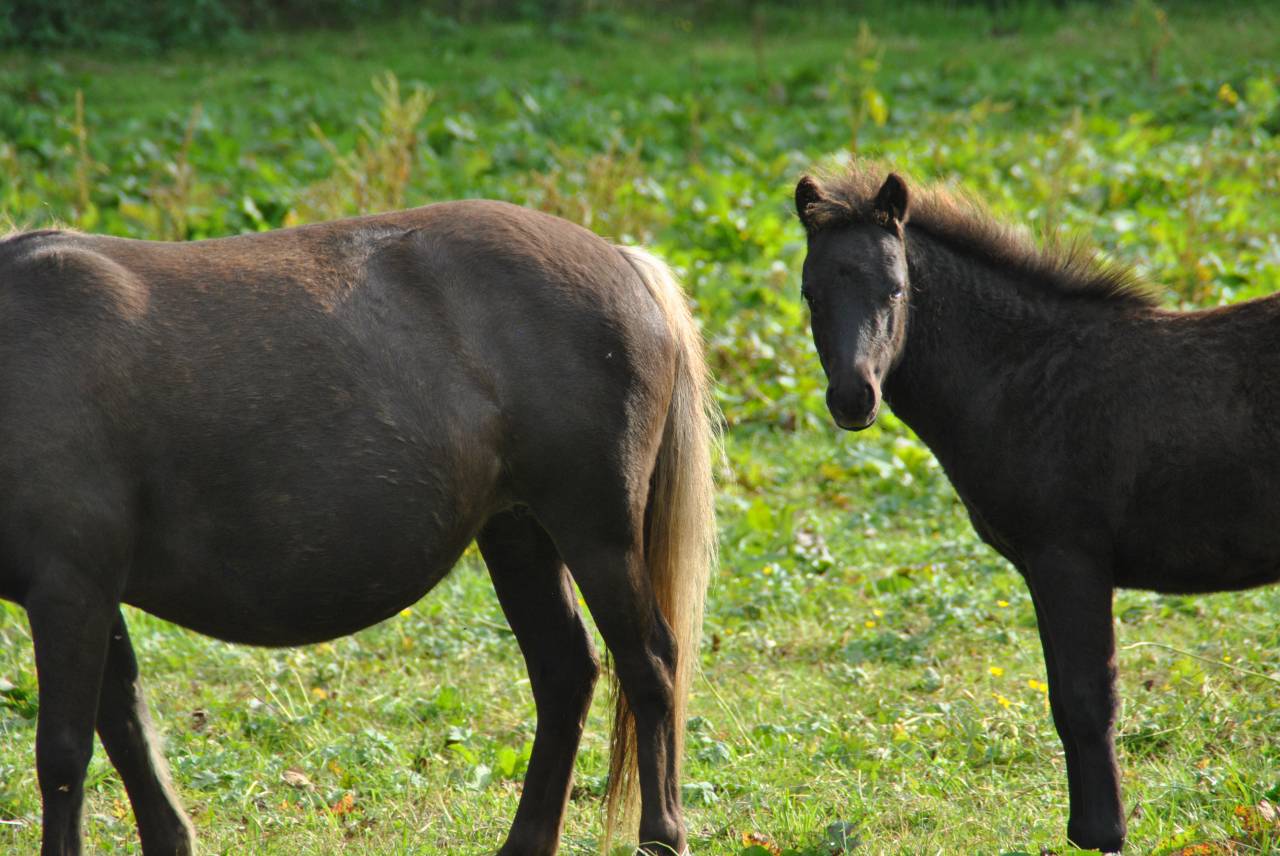 Superbe poulain à vendre