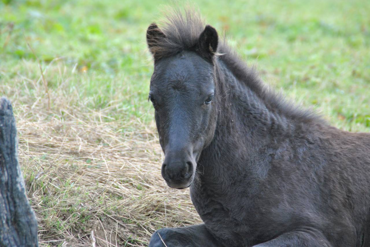 Superbe poulain à vendre