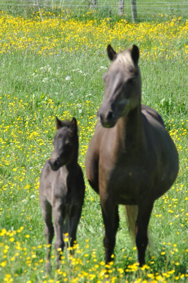 Superbe poulain à vendre