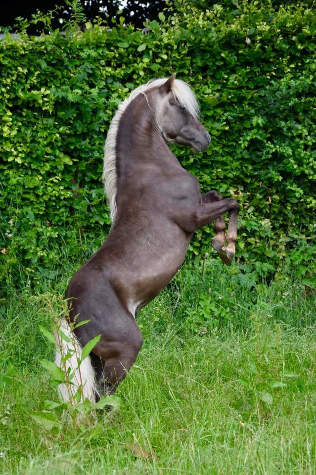Superbe poulain à vendre