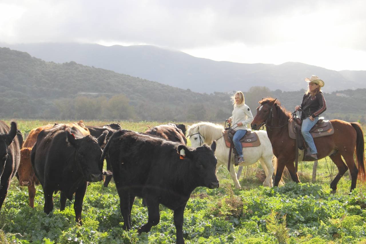 guide randonn&eacute;e &eacute;questre corse saison 2026