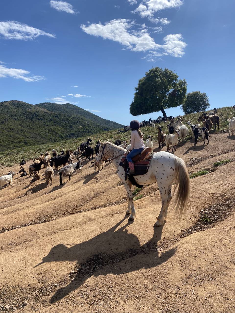 guide randonn&eacute;e &eacute;questre corse saison 2026
