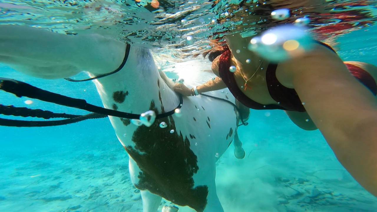 guide randonn&eacute;e &eacute;questre corse saison 2026