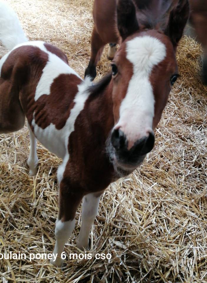 Super ponette et poulain 