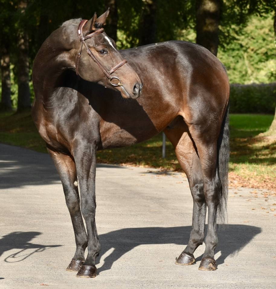 SUBLIME HONGRE DRESSAGE DE 6 ANS 