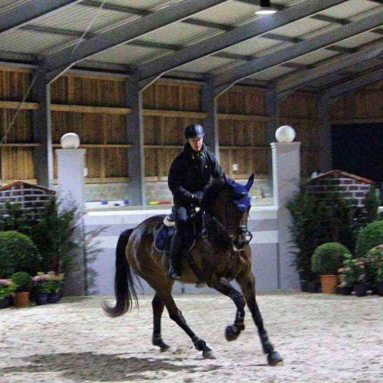 Belle Fleur - Poulinière KWPN à vendre