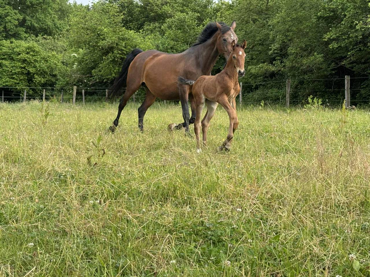 Belle Fleur - Poulinière KWPN à vendre