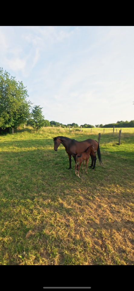 Belle Fleur - Poulinière KWPN à vendre