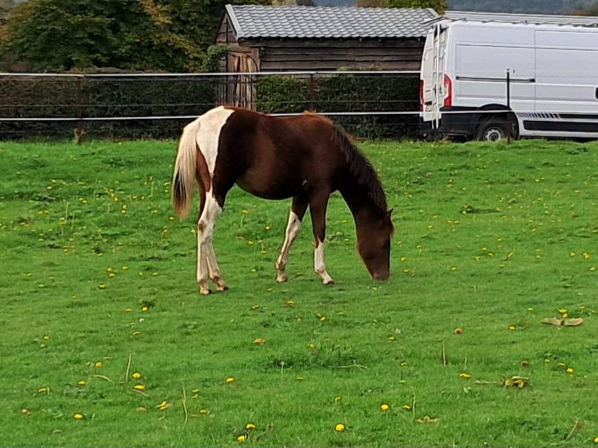 Pouliche paint horse