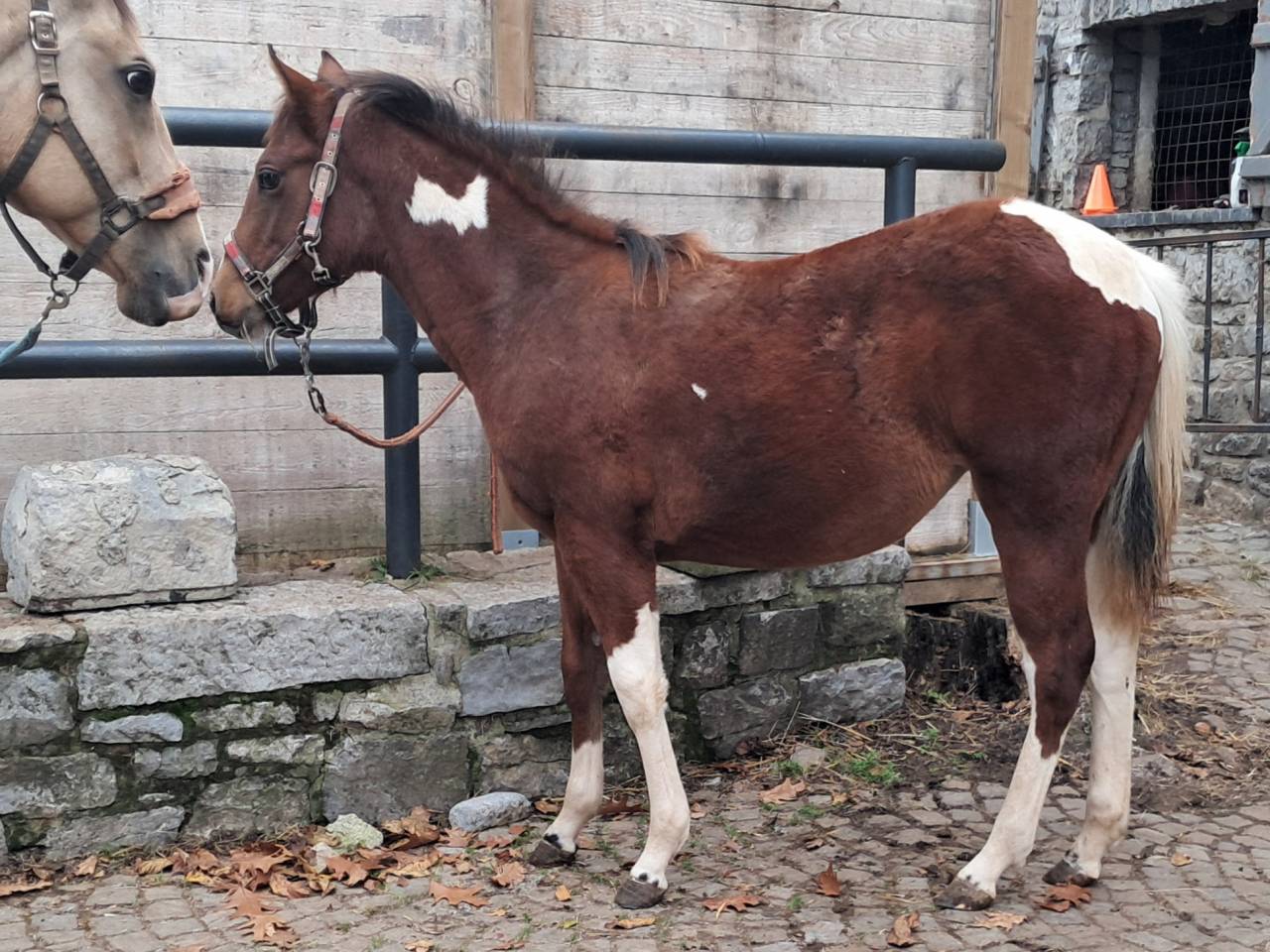Pouliche paint horse