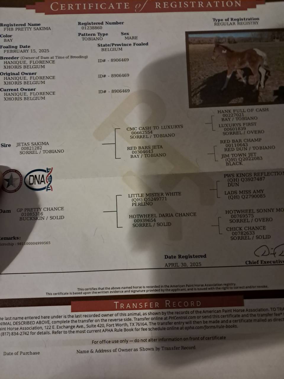 Pouliche paint horse