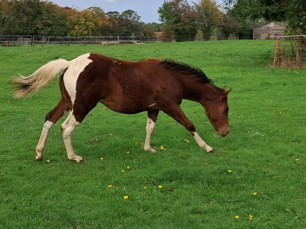 Pouliche paint horse